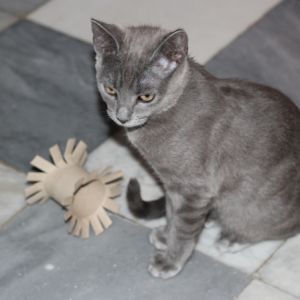 El mejor entrenamiento canino que tu perro necesita en buenos aires.