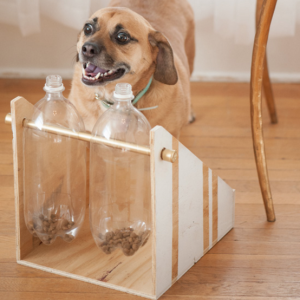 El mejor entrenamiento canino que tu perro necesita en buenos aires.