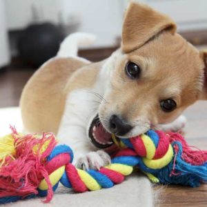 El mejor entrenamiento canino que tu perro necesita en buenos aires.