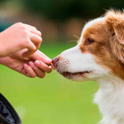 Bocaditos Carne, Pollo y Chocolate 100Gr – Golocan