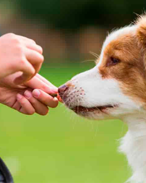 Bocaditos Carne, Pollo y Chocolate 100Gr – Golocan
