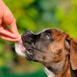 Bocaditos Jamón, Queso y Espinaca 100Gr – Golocan