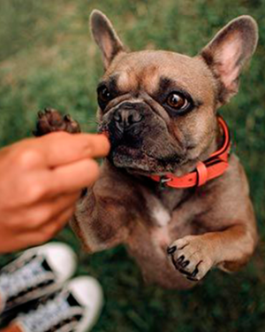 Bocaditos Chocolate con Leche 100Gr – Golocan