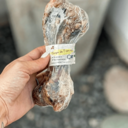 Hueso Fémur – Angus/Growis