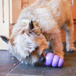 Kong Extreme Pequeño