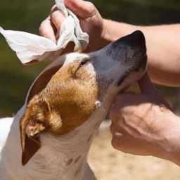 Toallitas Húmedas – DoyPack