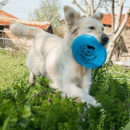 Frisbee Plástico – Perro