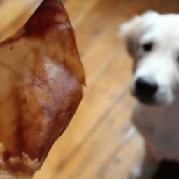 Orejas Cerdo -Orgánicas