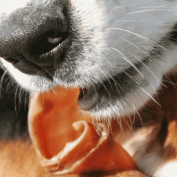 Orejas Cerdo -Orgánicas