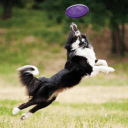 Frisbee Plástico – Perro