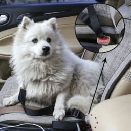 Cinturón de Seguridad – Auto