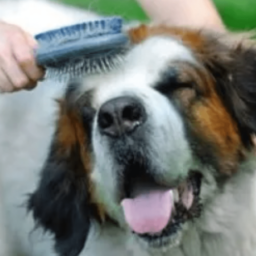 Cepillo Pelo Perro – Grande