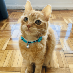 Collar Gato – Zany Cat